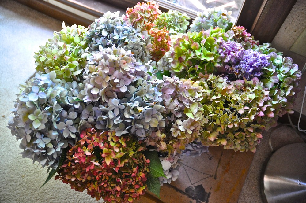 I finally figured out how to dry out my Hydrangea!!!!!