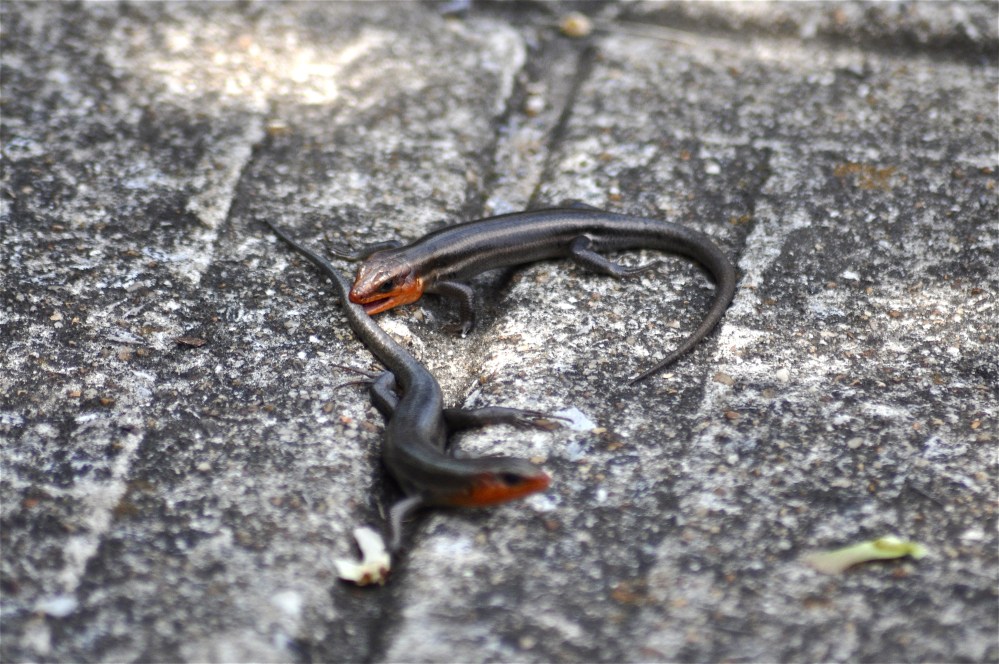 Fighting over a girl.  