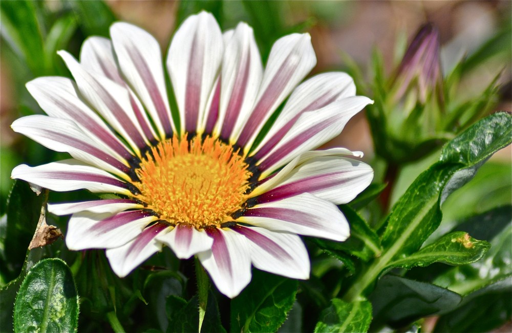 Daisy fancy paints...joking I never looked at its name it looks better then live