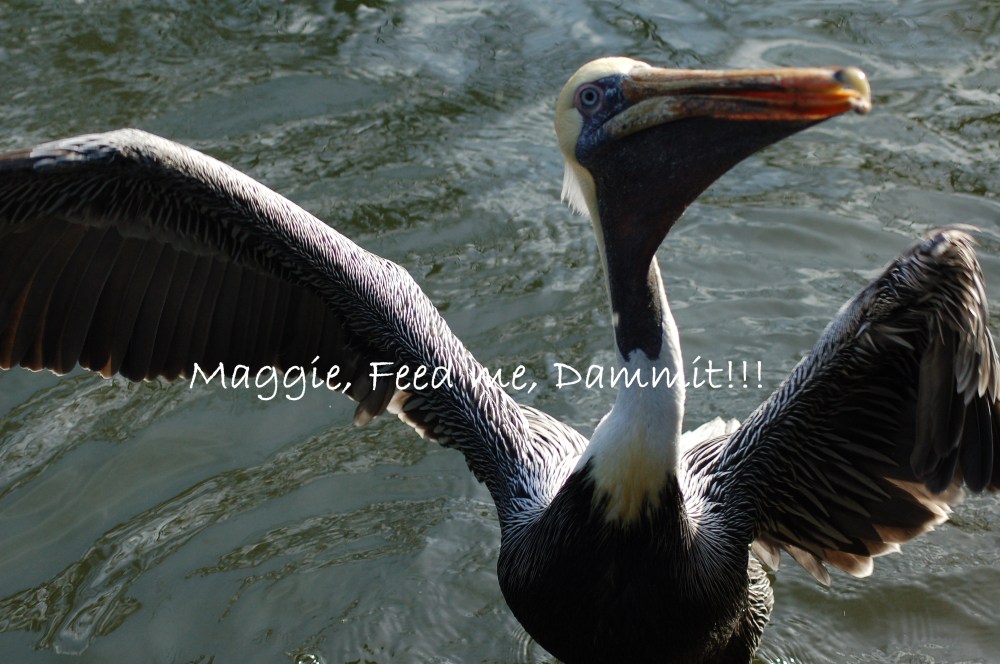 Did you know I can understand Pelican?