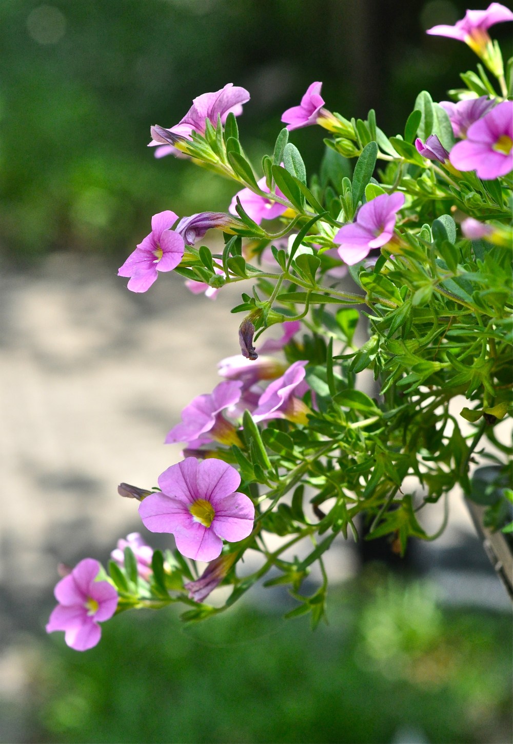 More pink, it is a happy color, but after a while it can be a little to sugary