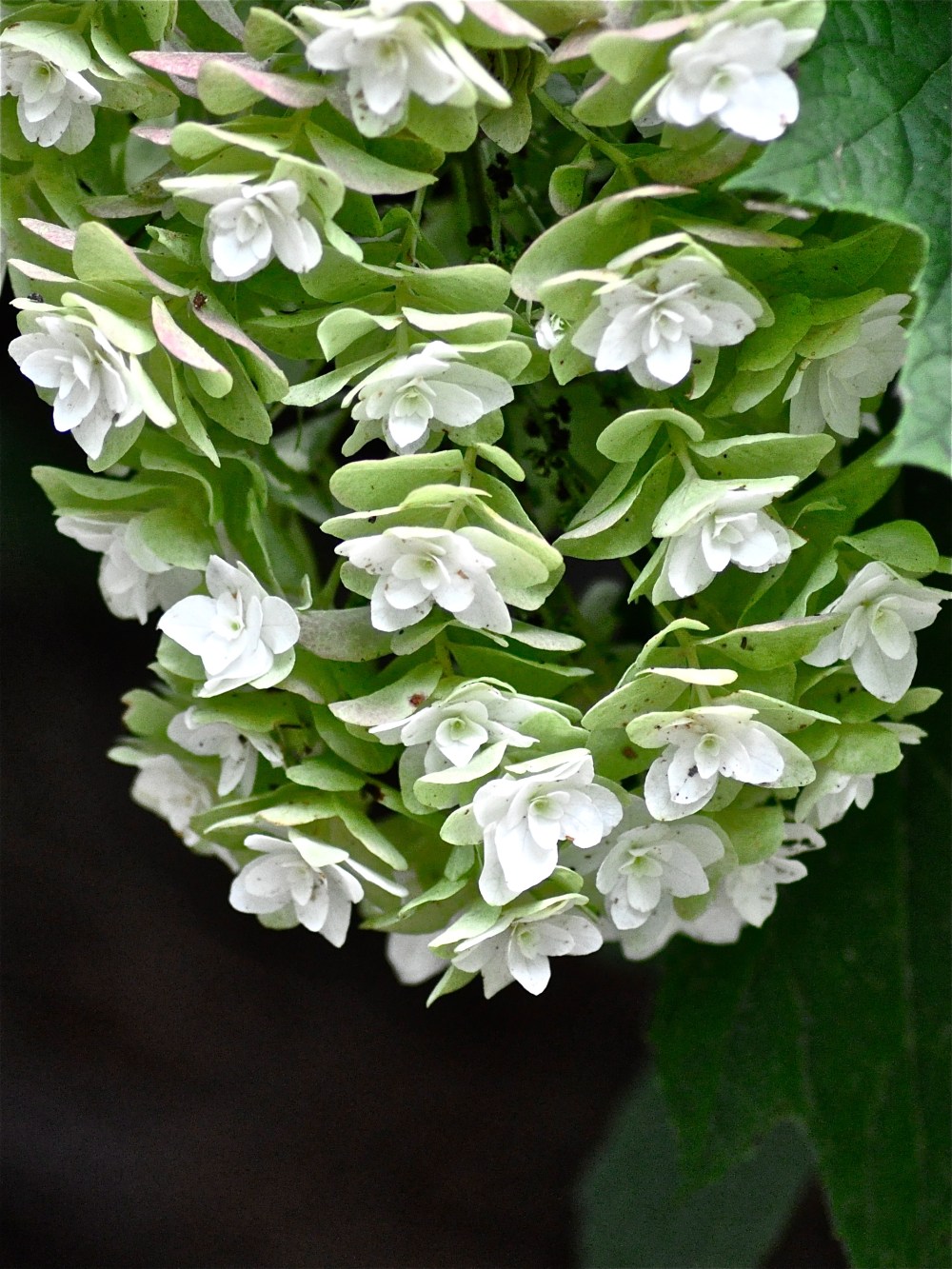 Love this guy hanging out upside down, being beautiful