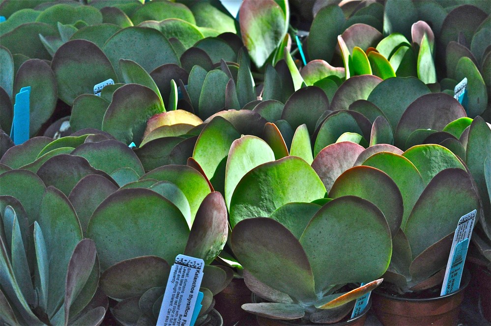 I love succulents, I wish I had sunlight pouring into my house like honey