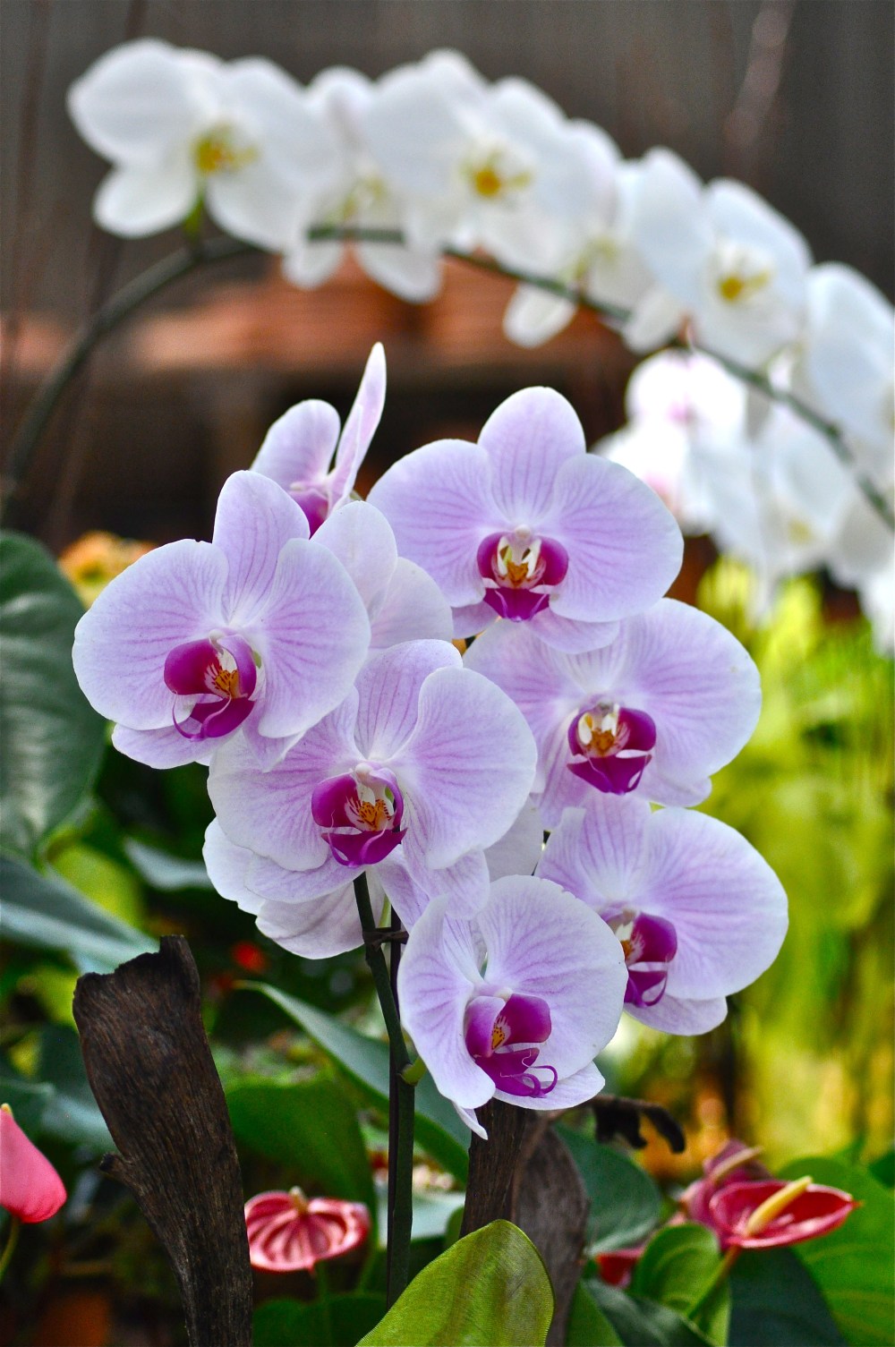 Amy, if you hate Orchids so much, why do you photograph them first?