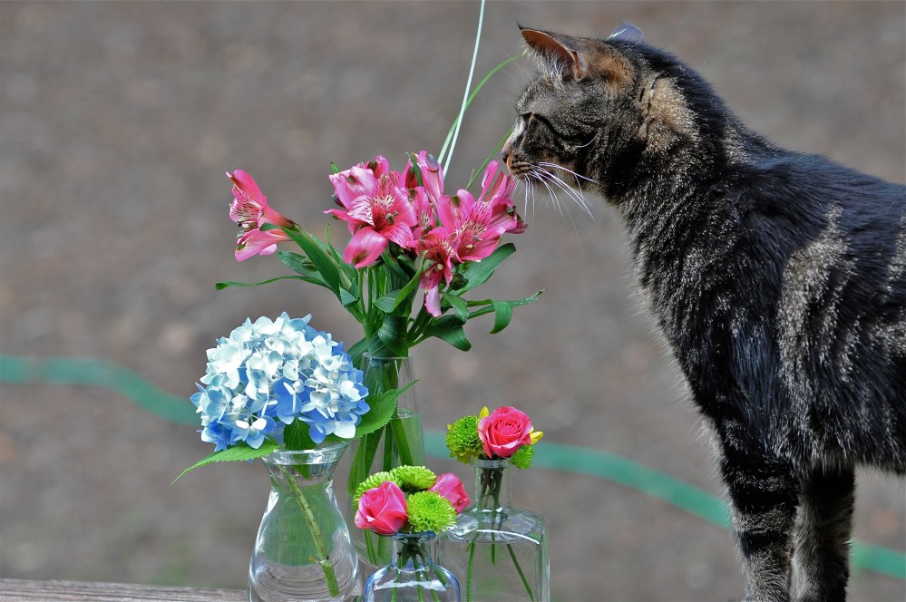 My husband bought me flowers, they were so colorful & beautiful I have to share with Hobbes