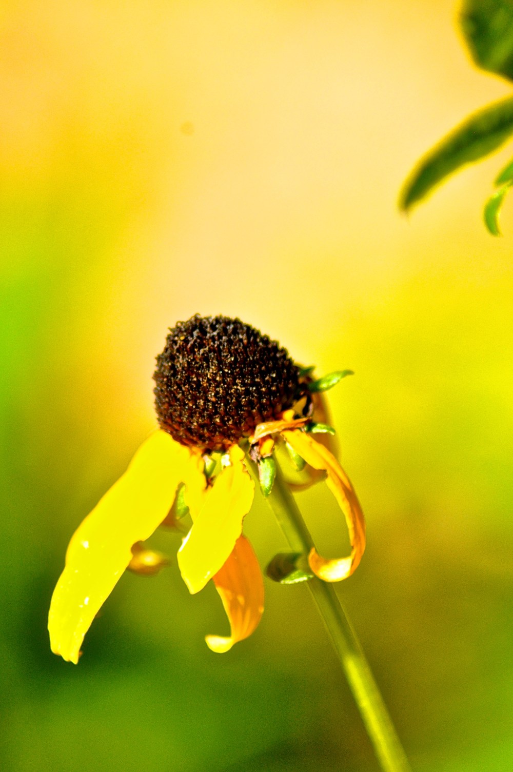 Dying in a blaze a glory...