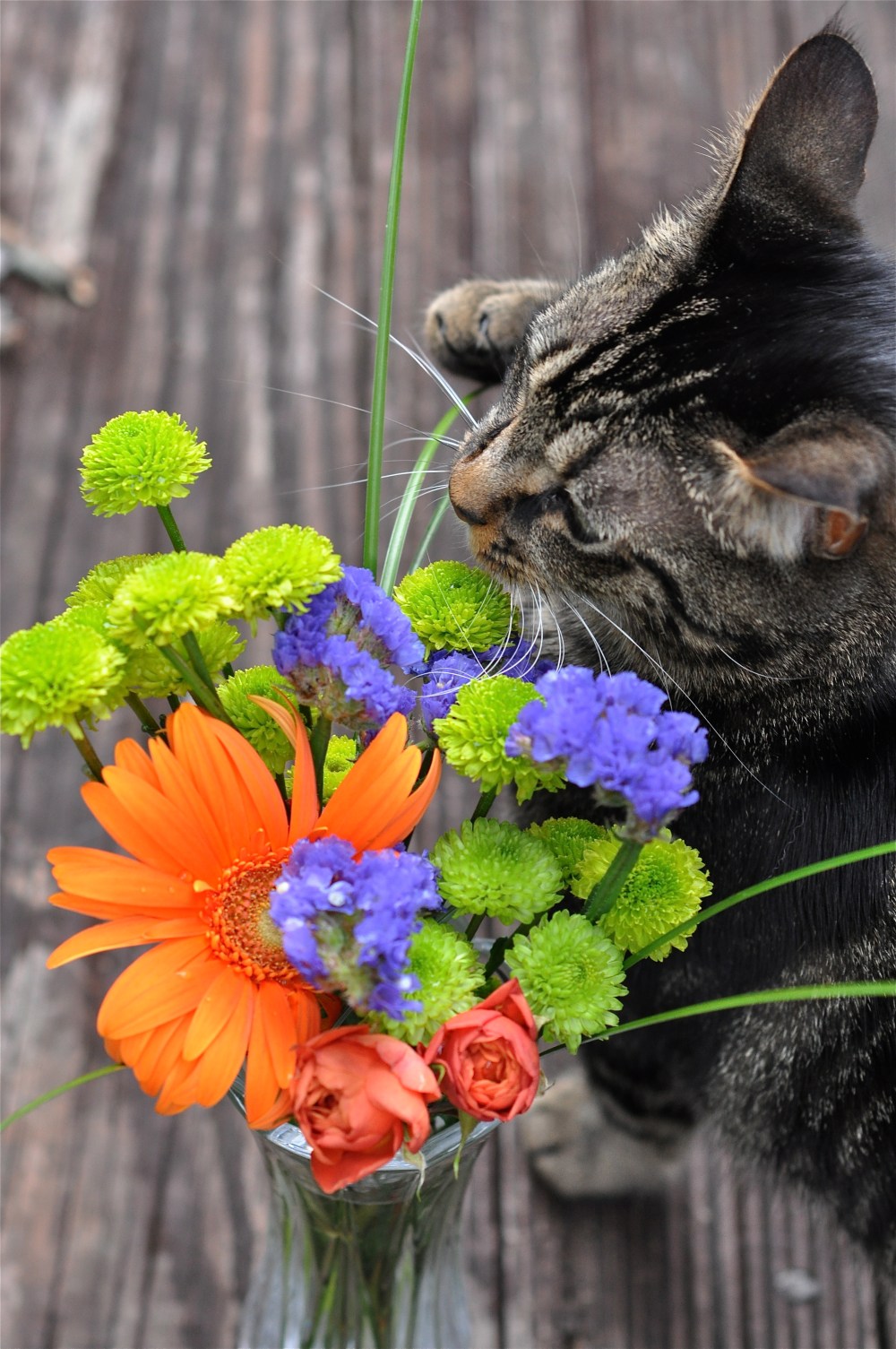 When he grows up, he can be a florist, do you see his little paw trying to move