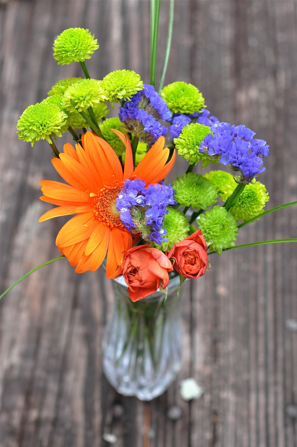 I want those little green mums to grow in my back yard or green spider mums