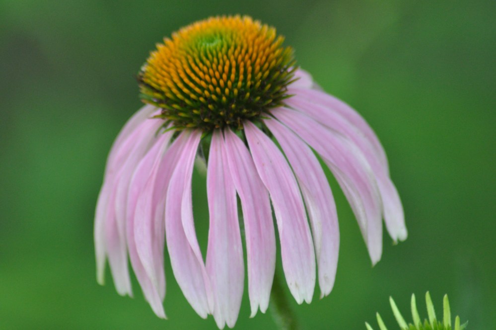 Purple corn flower or tea to make you healthy.  Only buy the tea...
