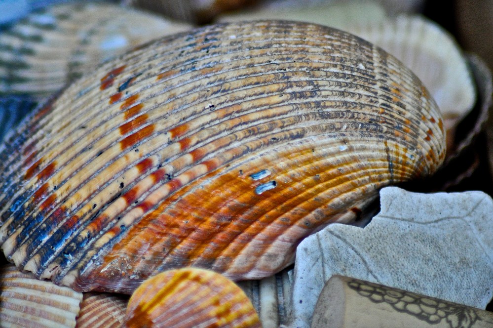 Shells like this can be found off the coast of Georgia