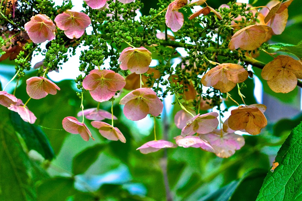 wild hydrangea turn pink when fading