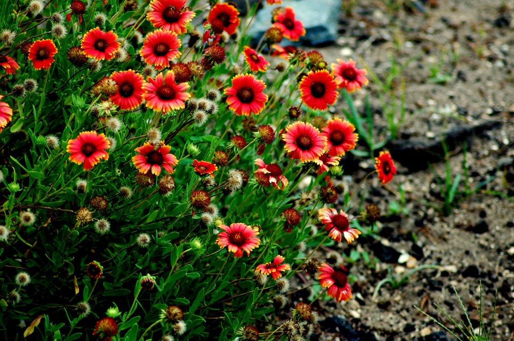 Next to the shore near Savannah, Georgia.  They are so colorful they hurt my eyes