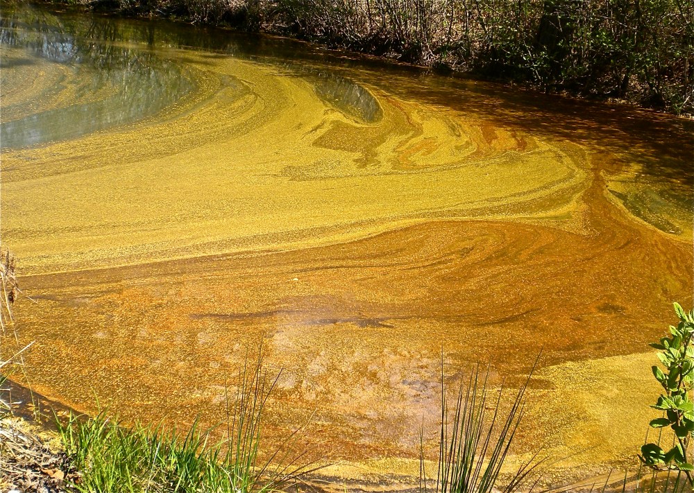 What do you think the pollen was that week?