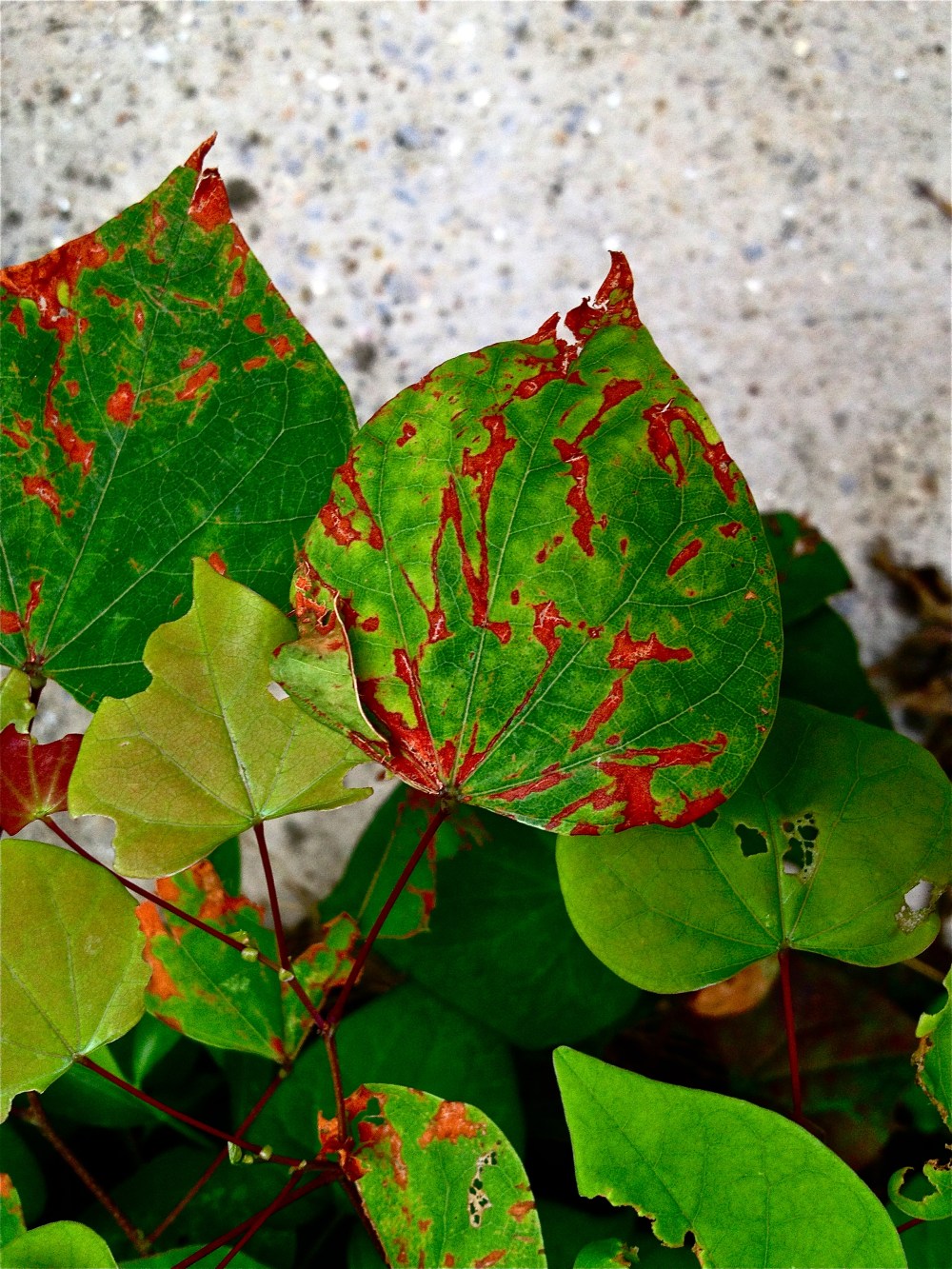 My leaves are turning rusty, should I WD40 them?