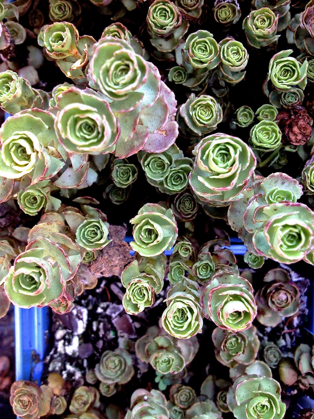  i want this sedum instead of grass