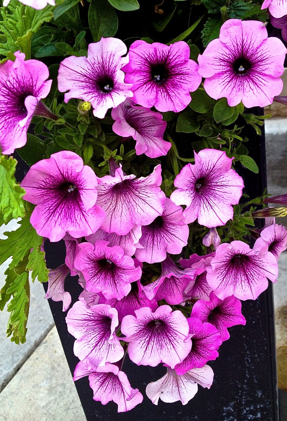 Your beauty teases me, but watch me turn my back on you