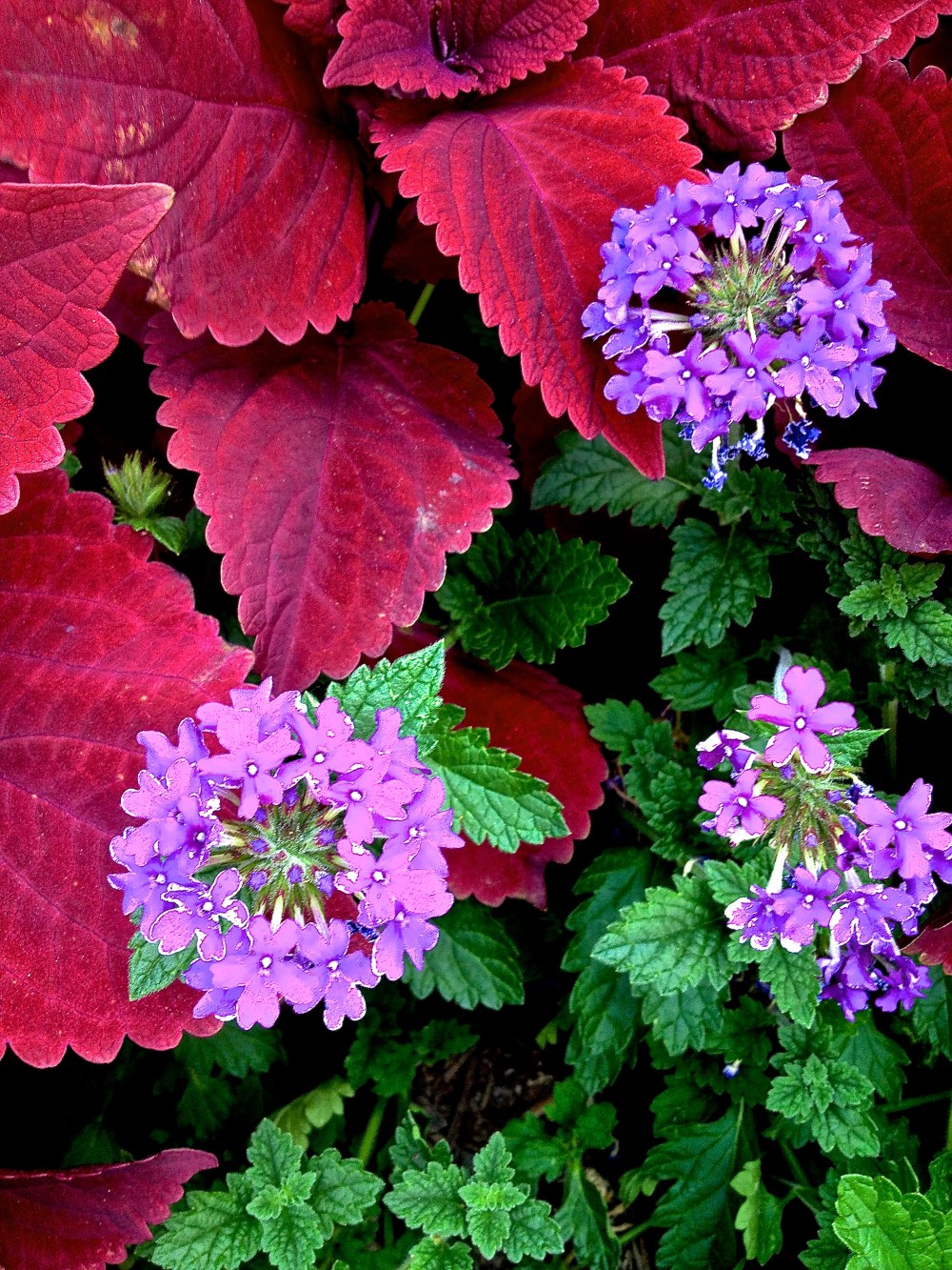 The extrovert gardener, blood red & lavender.   I like it