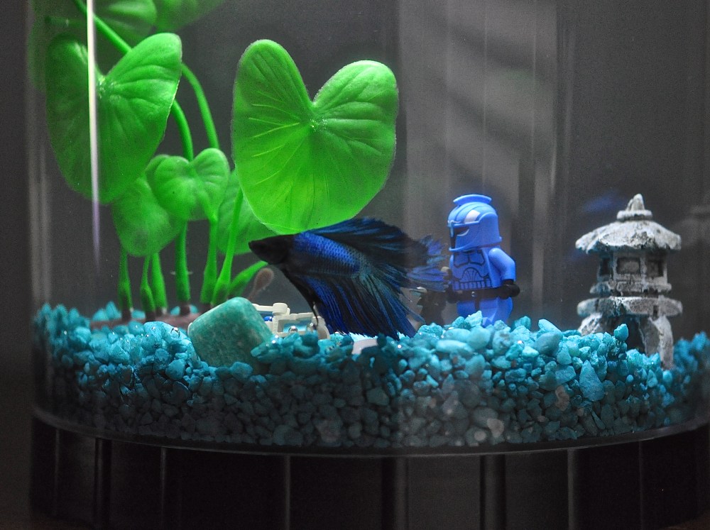 star wars guy with a gun, just shot a droid was added to H. fish tank