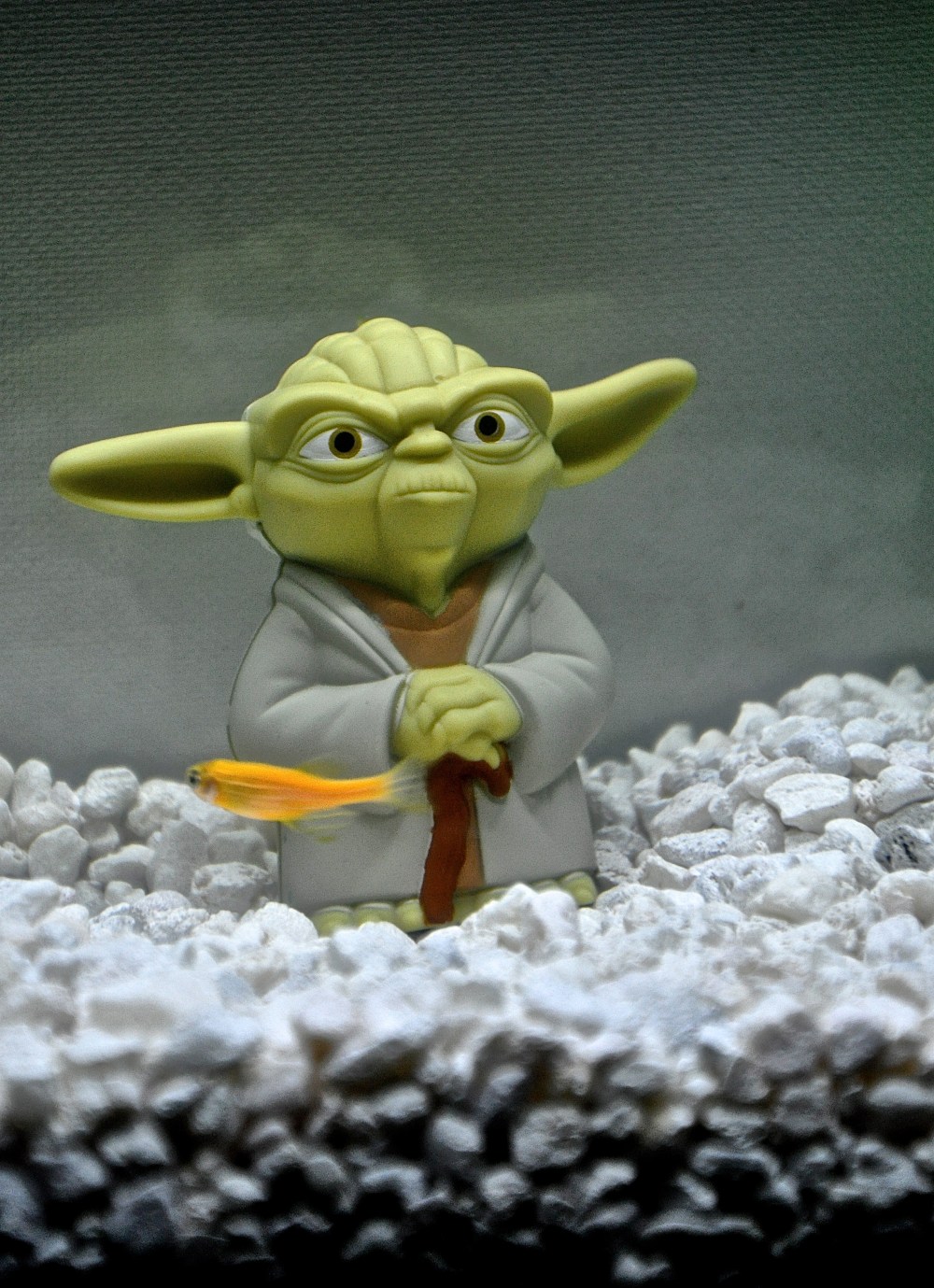Yoda's new students, I'm gonna have Jedi knight fish