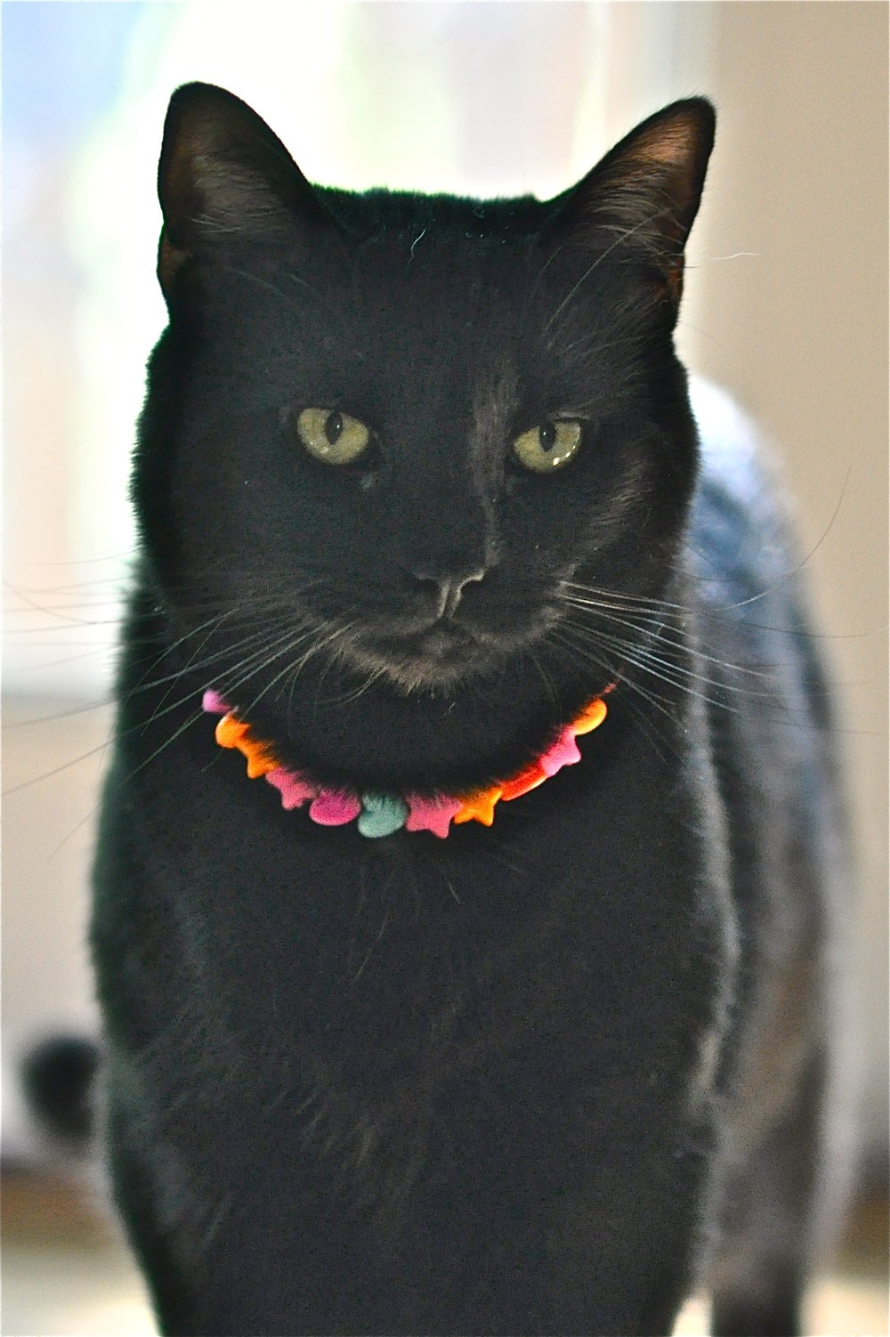 Morning.  Just finished spreading roach pieces  everywhere.