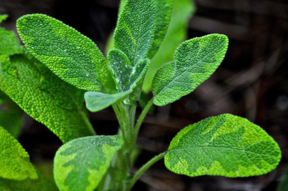 Beautiful Sage?  I know its an herb, but I forgot what kind it is. Help?