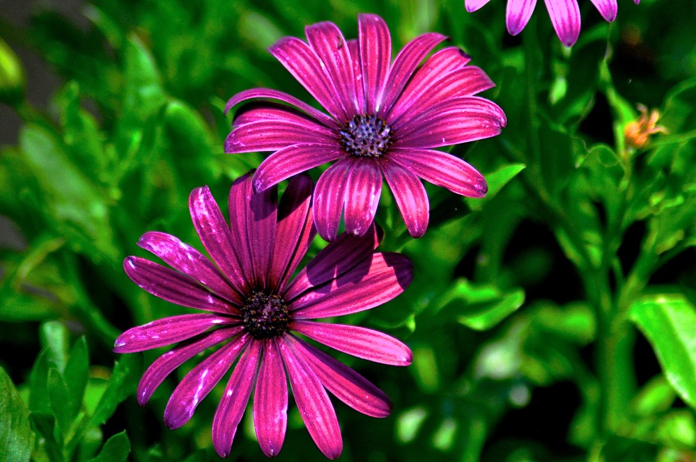 I don't know the name of this Mum, but let me tell you, they are beautiful