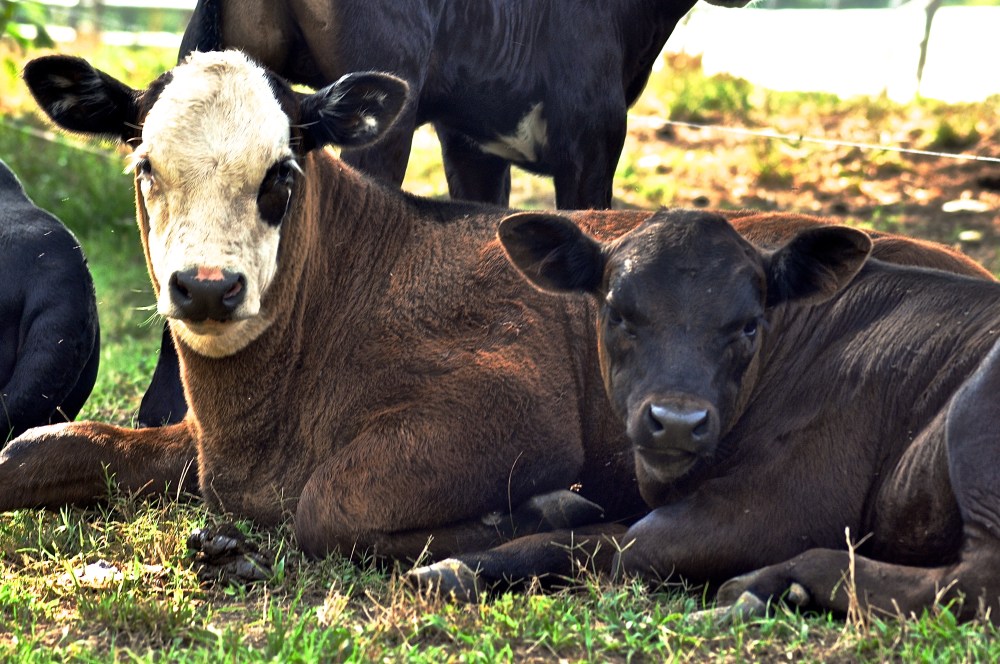 one eye'd jack cow & baby