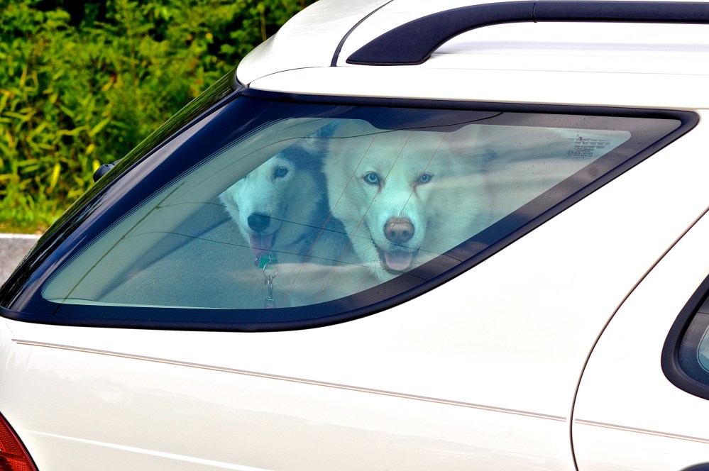 The dogs in the back of the SAAB thinking what the hell are you doing?