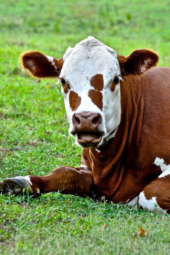 Another cow talking to me