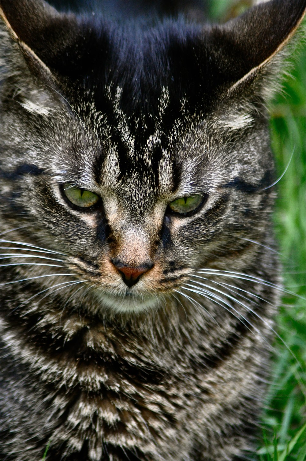 this little stud muffin came from the Human Society as an older Kitten.  