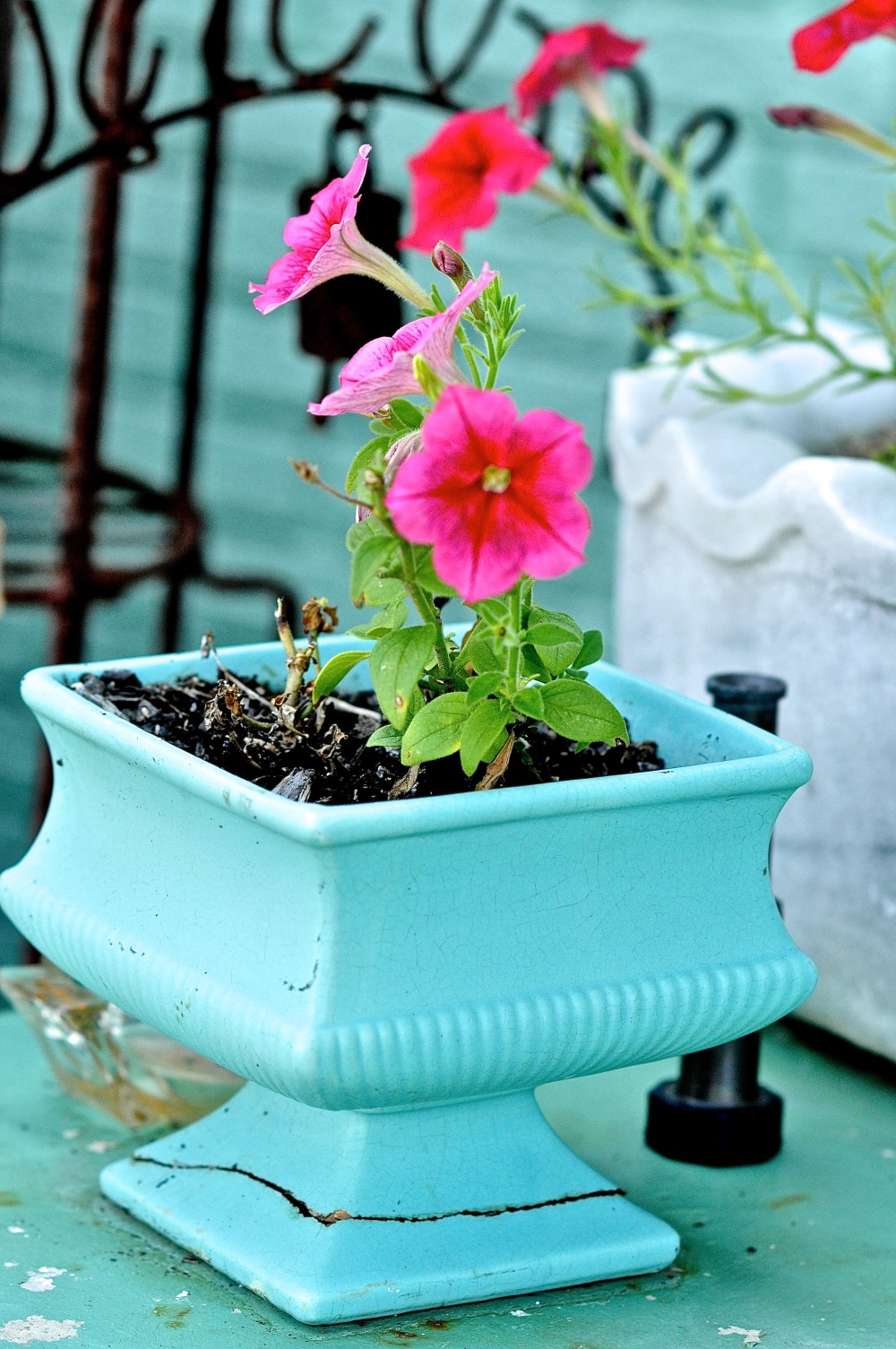 I love that they put petunias in broken pot in the shade & they still grow