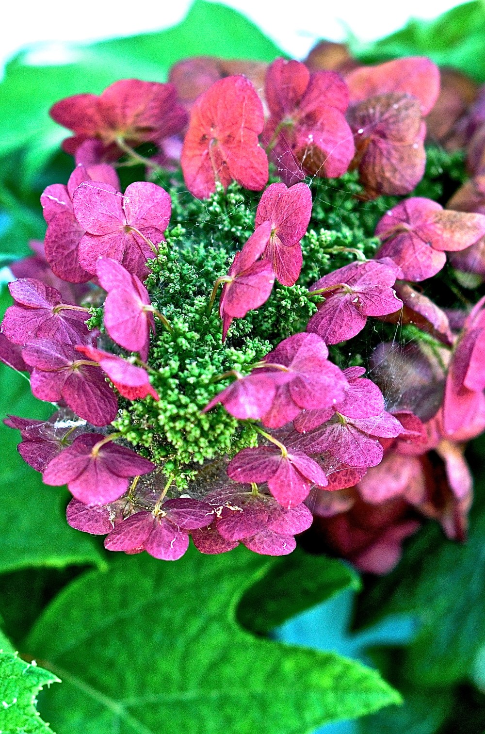 Amazing color on this Hydrangea