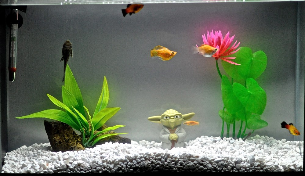 Our fish tank- each one has a name,that is the best part