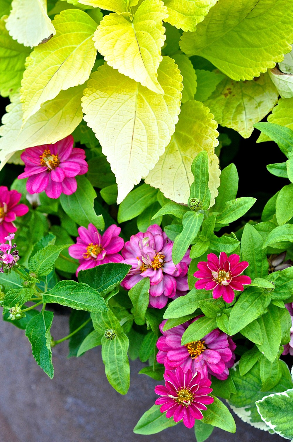 These beauties were at the pool house @ my inlaws