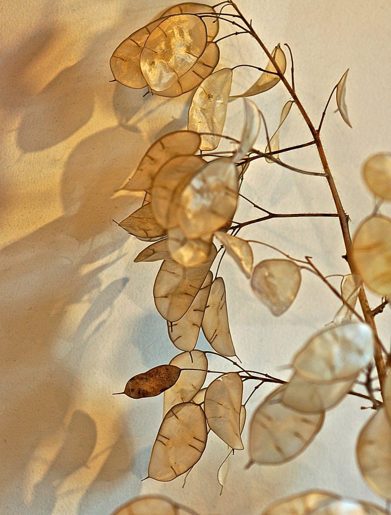 I don't know what this plant is called