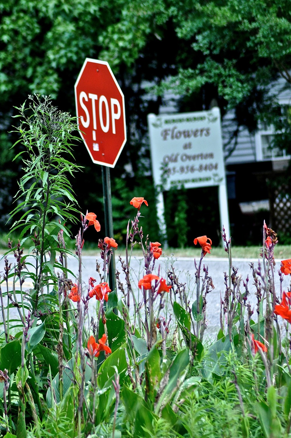 It's as though the flowers wish to favor the stop sign