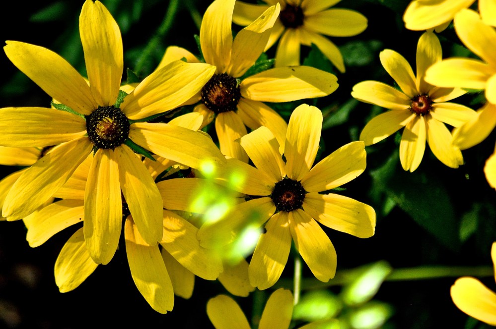 These are wild black-eyed susans, the run along side the Cahaba River for miles.