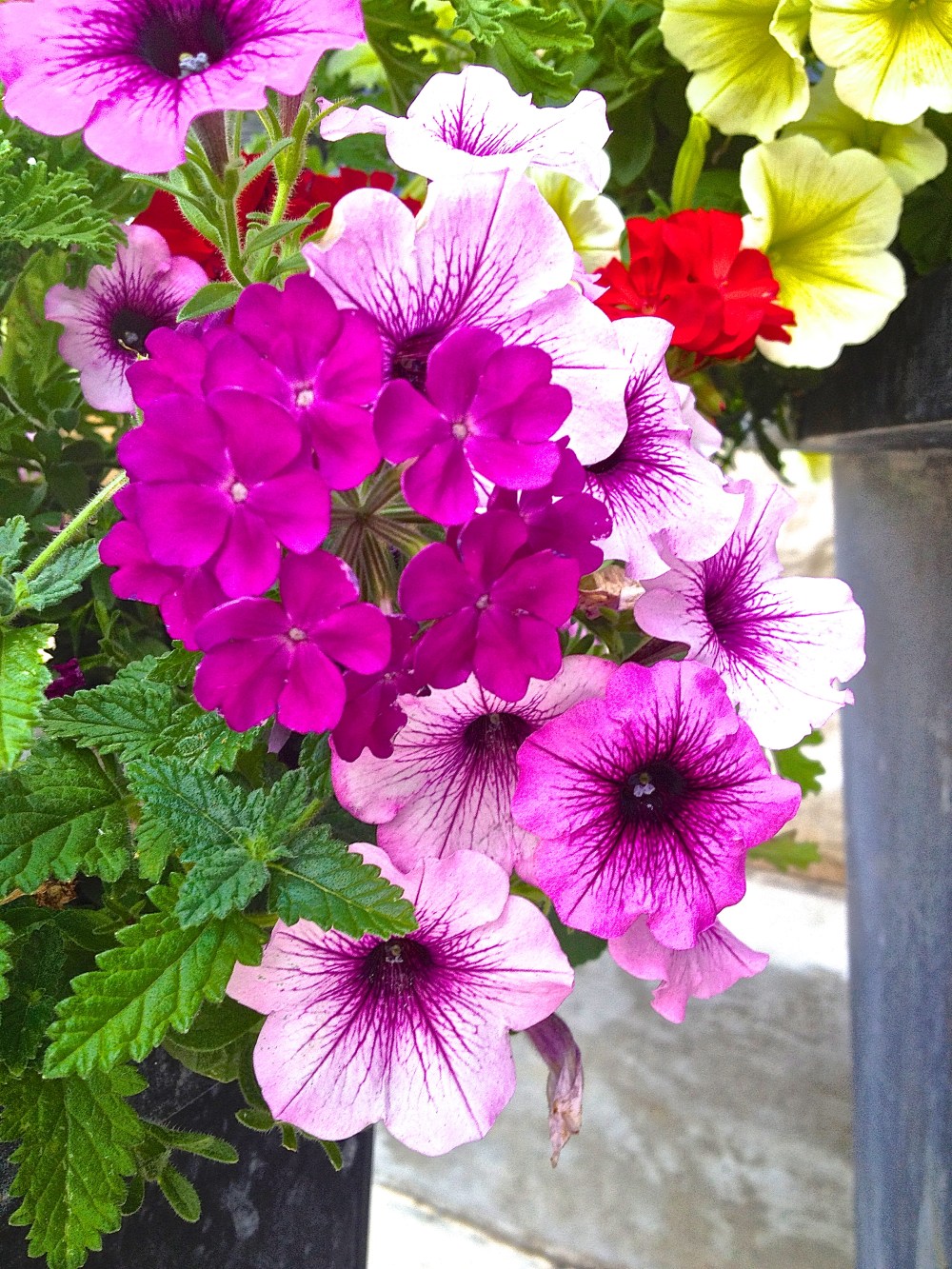 Something pretty to start your day