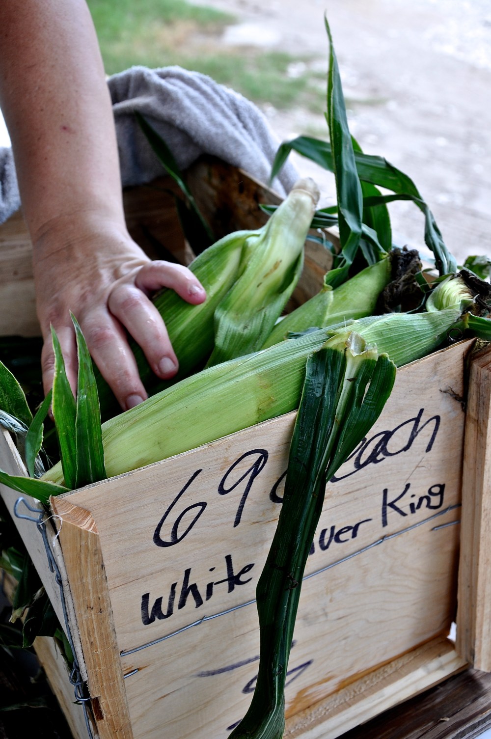White silver king corn...a rather ambitious name to live up to.
