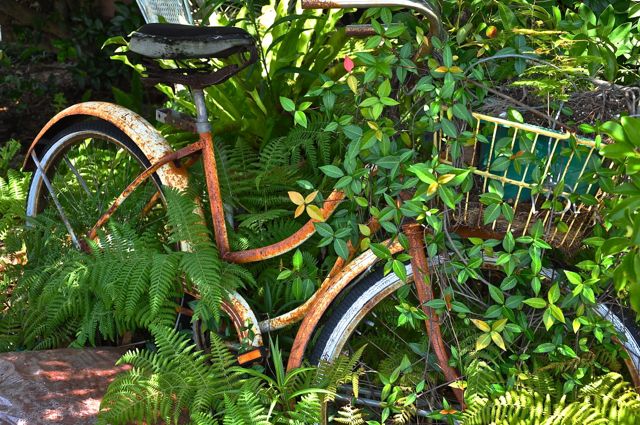 NATURE SWALLOWS BIKES
