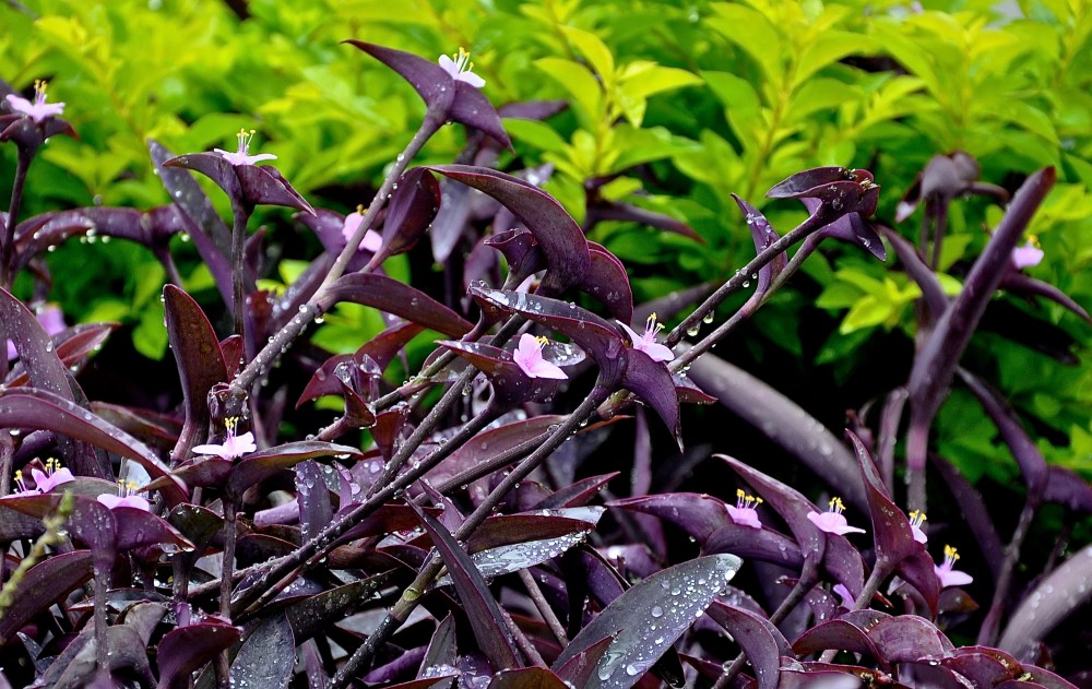 Stopped at a red light, I saw purple.