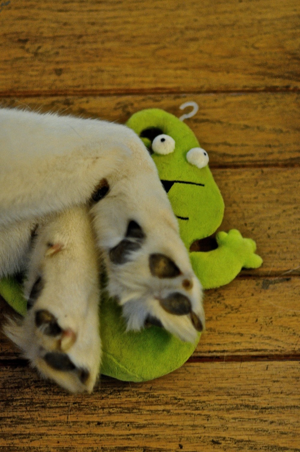 Funniest thing I've seen all day