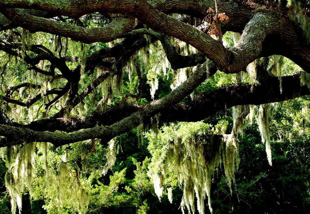Spanish Moss hanging out in Savannah