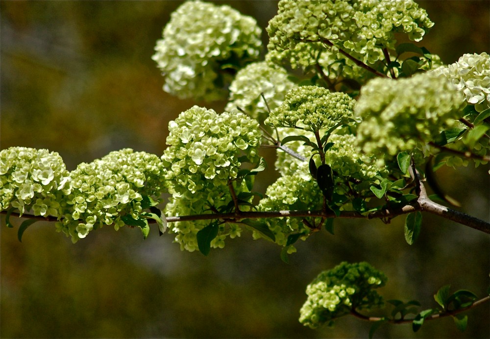 Green Hydrangea? Why?