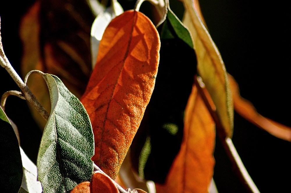 Goosebumps on cold leaves