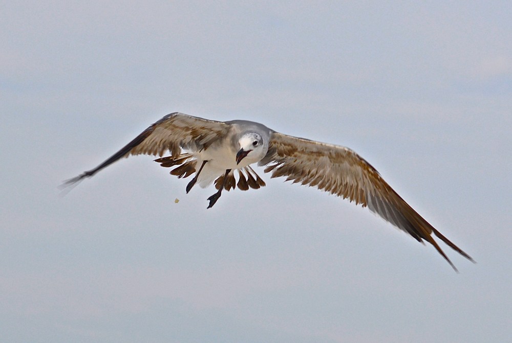 It's out in right field, can he catch it???