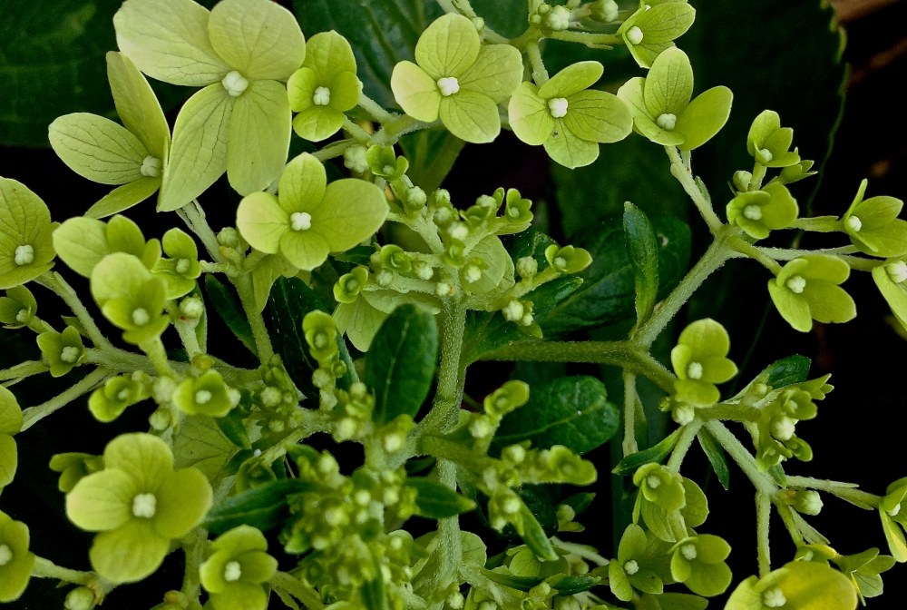 Green flowers