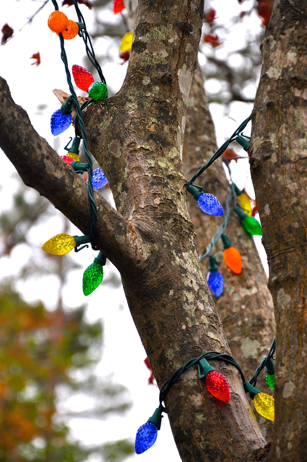 color on a blah December day