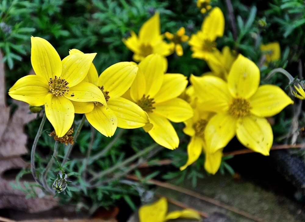four yellow flowers in a row