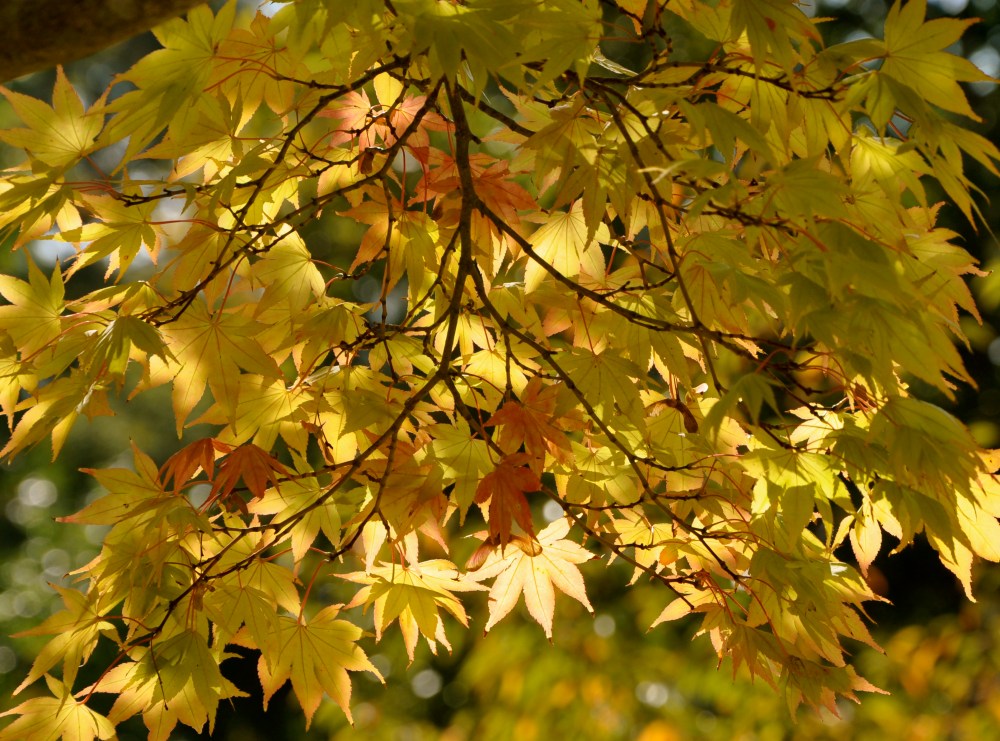 The last of the leaves...MaBeArt